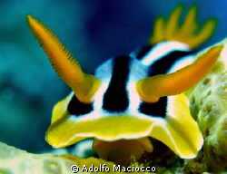 Chromodoris Africana.
Eagle Ray Bay.
Sharm el Sheikh by Adolfo Maciocco 